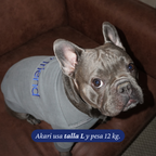 Detalle del tejido y las costuras del polerón para perros gris de Dear Friend.
