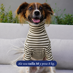 Perro de 8 kg usando la Polera Everyday Stripe Olive de Dear Friend en talla M.