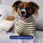 Perro de 8 kg usando la Polera Everyday Stripe Olive de Dear Friend en talla M, a rayas verde oliva y crema.