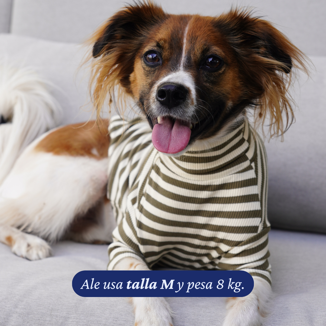 Perro de 8 kg usando la Polera Everyday Stripe Olive de Dear Friend en talla M, a rayas verde oliva y crema.