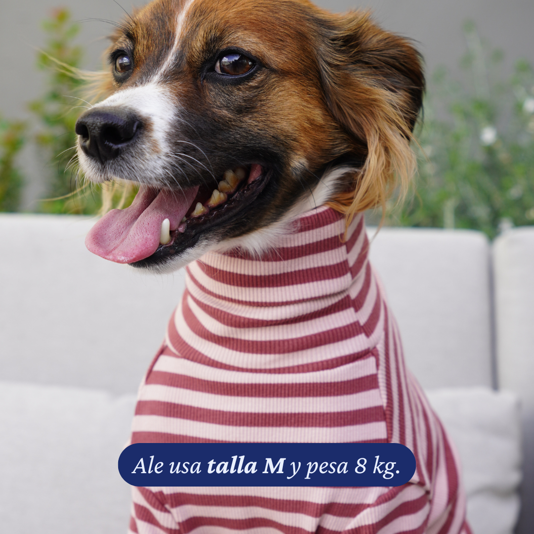 Perro de 8 kg usando la Polera Everyday Stripe Berry de Dear Friend en talla M.