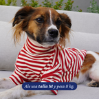 Perro de 8 kg usando la Polera Everyday Stripe Poppy de Dear Friend en talla M, echado en un sillón.