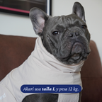 Bulldog francés de 12 kg usando el Impermeable Winter Latte de Dear Friend en talla L.