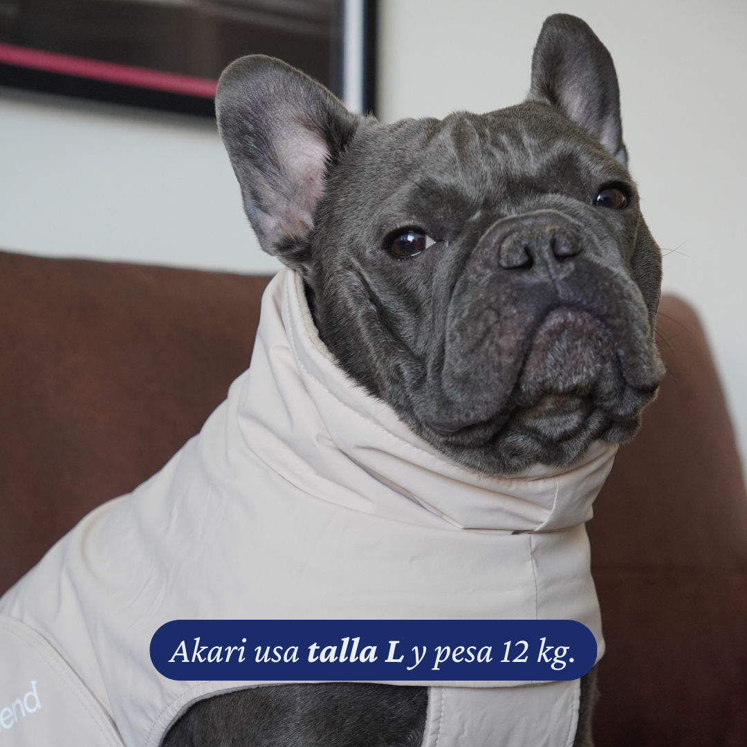 Bulldog francés de 12 kg usando el Impermeable Winter Latte de Dear Friend en talla L.