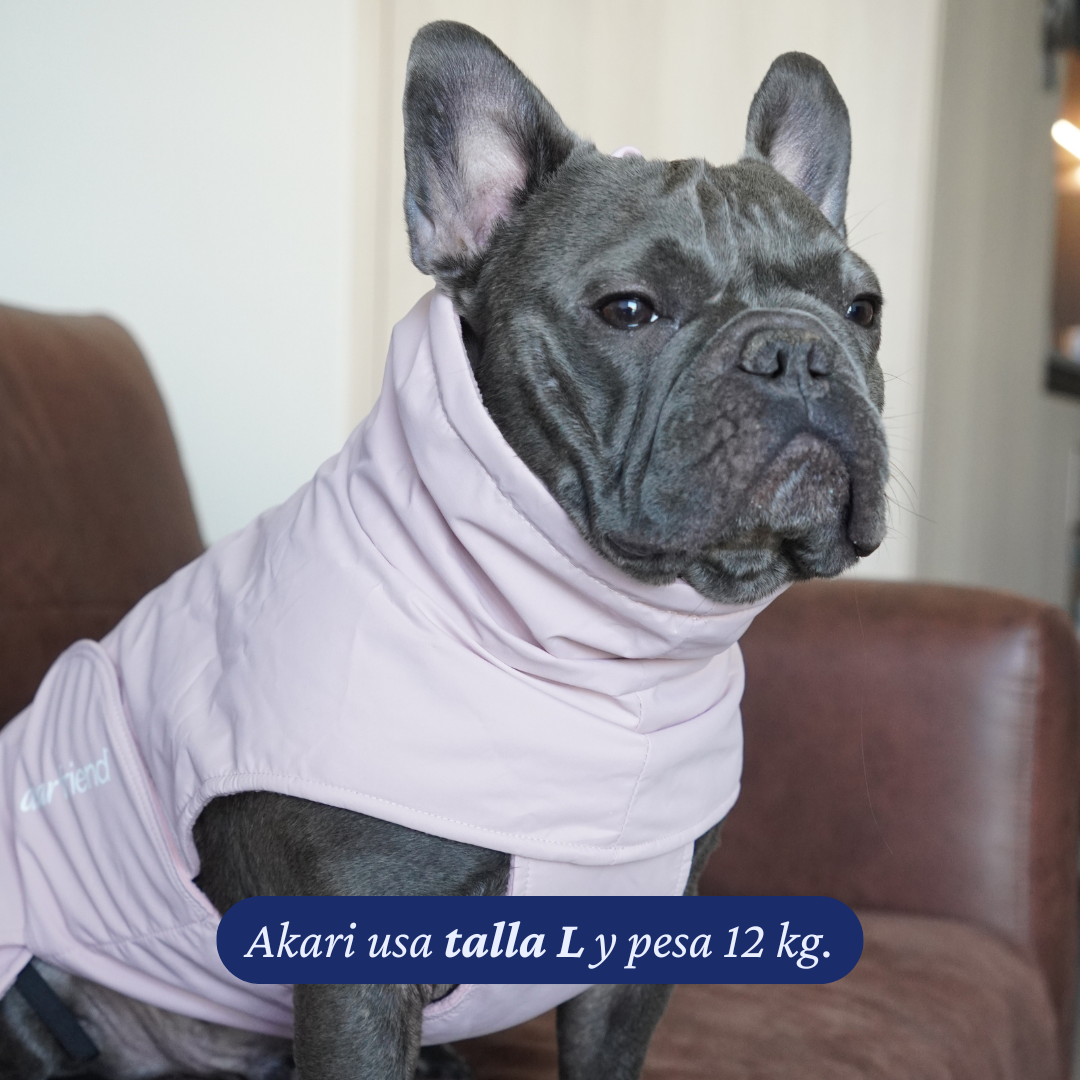 Bulldog francés de 12 kg usando el Impermeable Winter Blossom de Dear Friend en talla L.