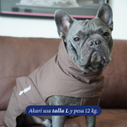 Bulldog francés de 12 kg usando el Impermeable Winter Espresso de Dear Friend en talla L.