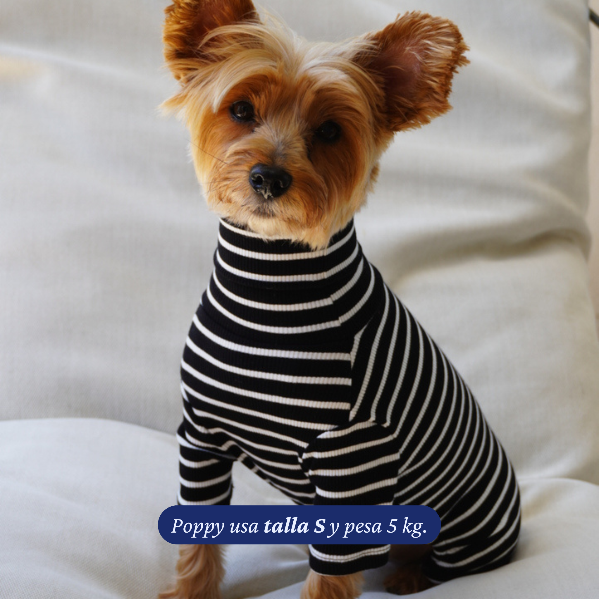 Enterito Everyday Stripe – Midnight