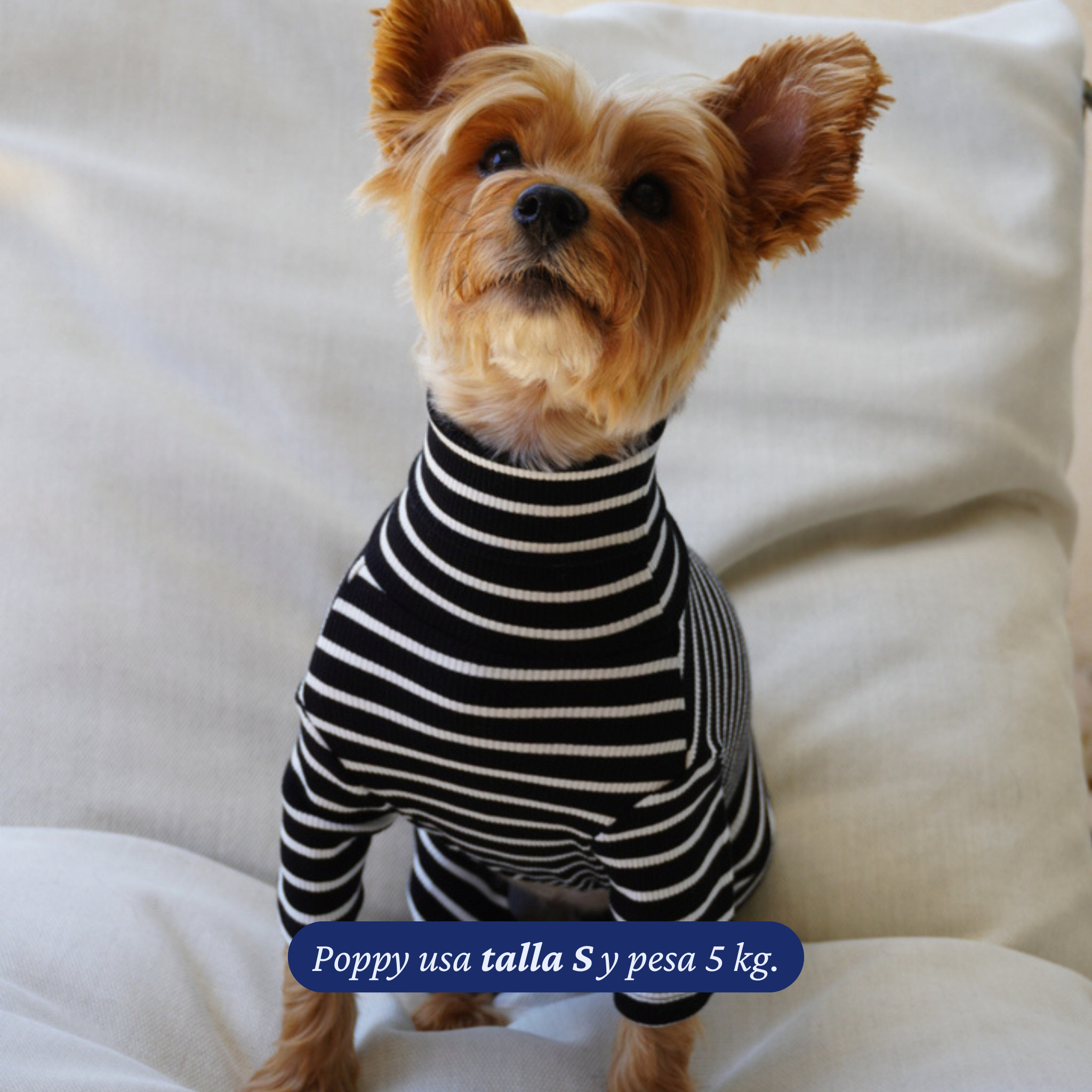 Enterito Everyday Stripe – Midnight