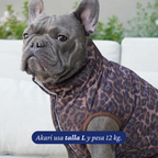 Bulldog francés de 12 kg usando la Chaqueta Winter Reversible Safari de Dear Friend en talla L, por la cara de animal print.