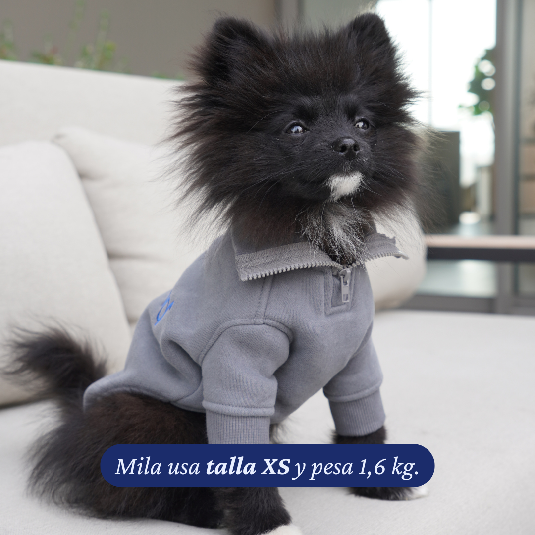 Pomerania de 1,6 kg usando el Polerón Winter Grey de Dear Friend en talla XS.