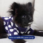 Pomerania de 1,6 kg usando el Sweater Winter Dot Navy de Dear Friend en talla XS.