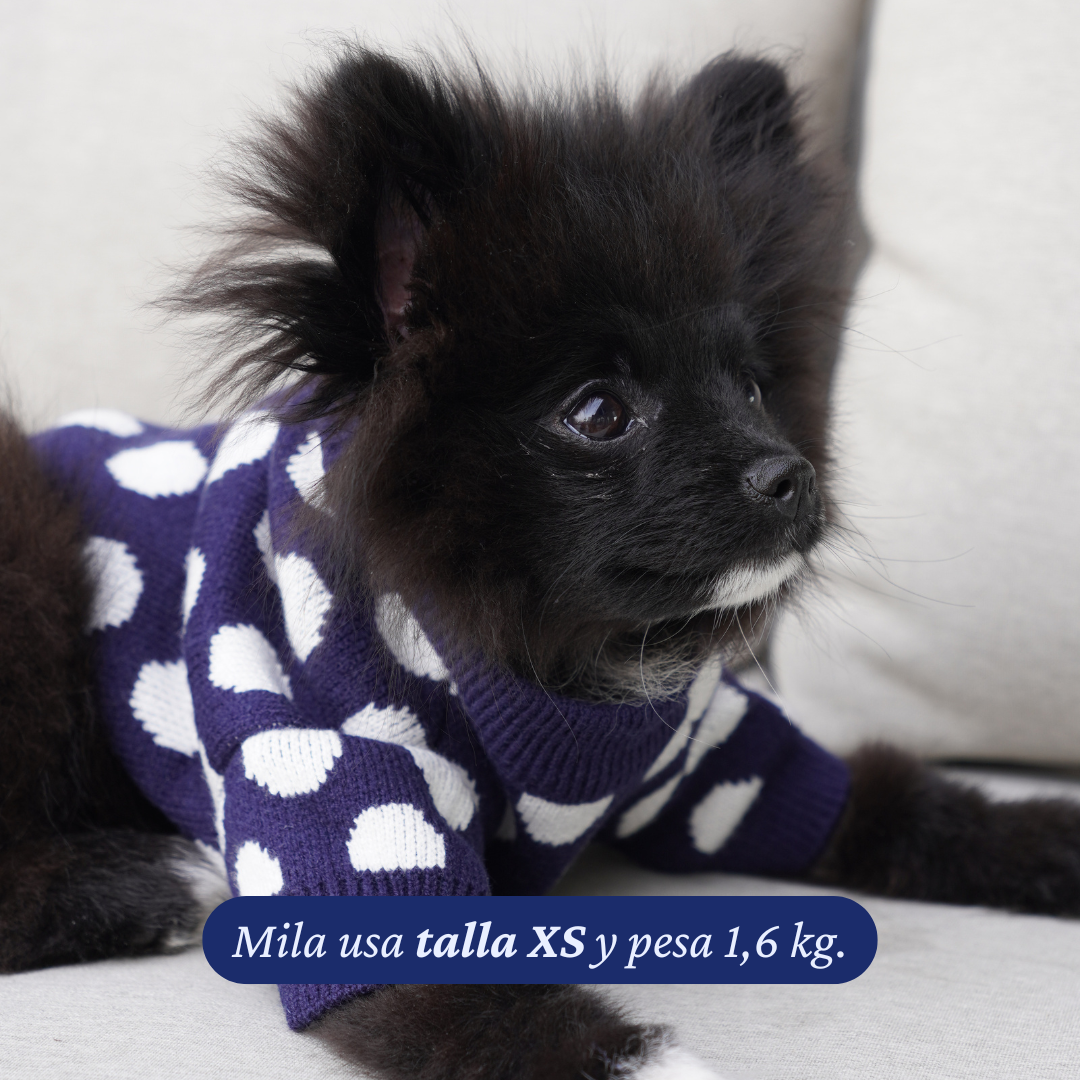 Pomerania de 1,6 kg usando el Sweater Winter Dot Navy de Dear Friend en talla XS.
