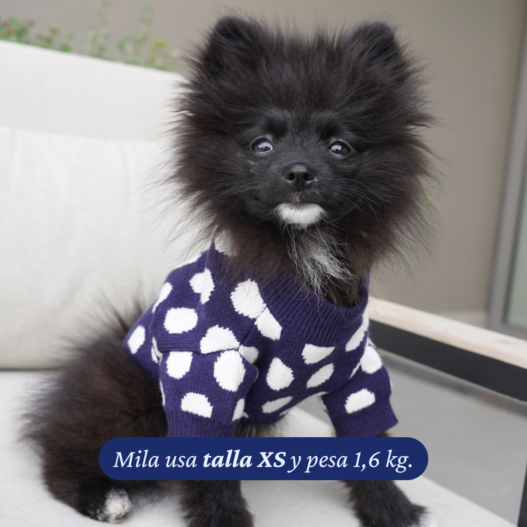 Pomerania de 1,6 kg usando el Sweater Winter Dot Navy de Dear Friend en talla XS, sentada.