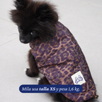Pomerania de 1,6 kg usando la Chaqueta Winter Reversible Safari de Dear Friend en talla XS, por la cara de animal print.