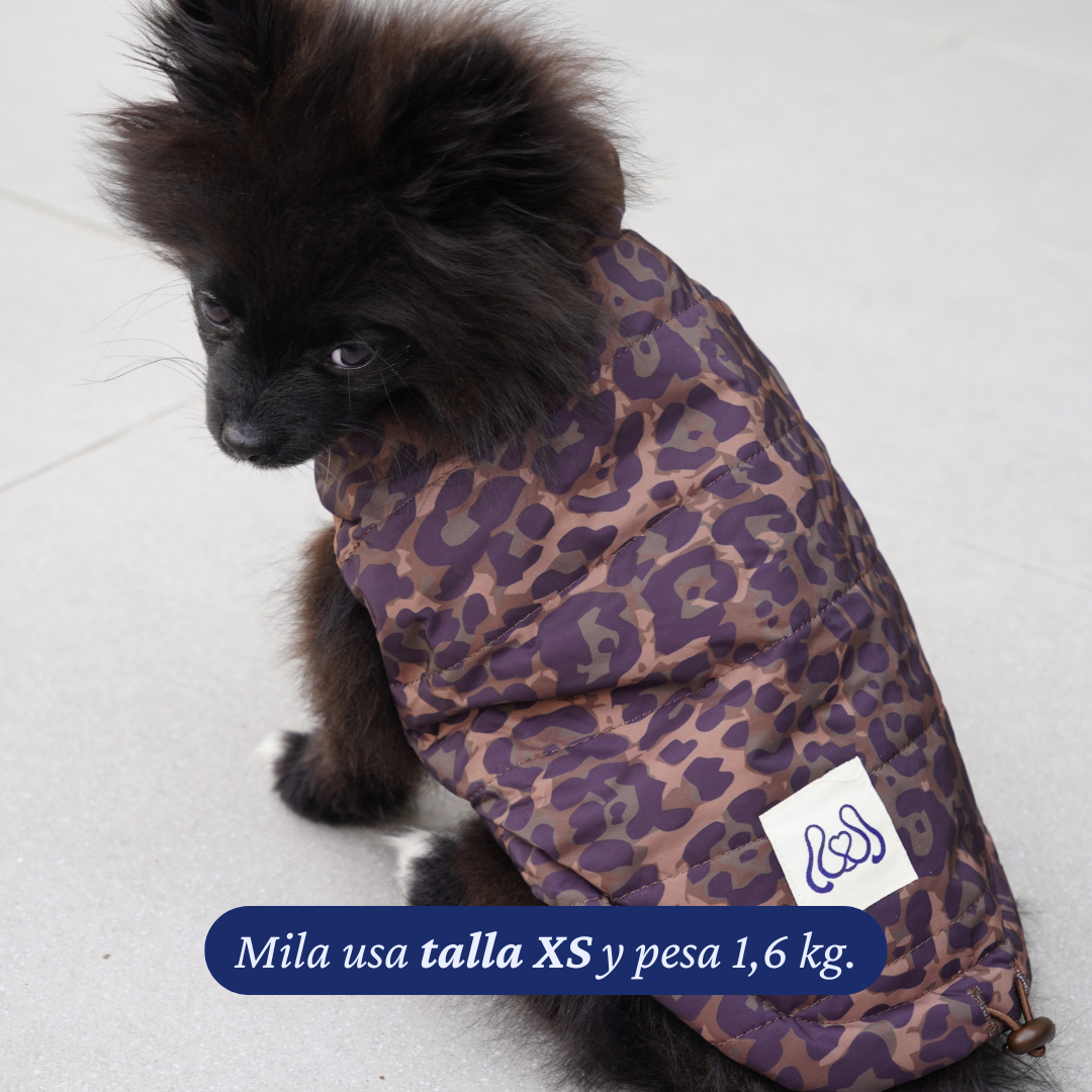 Pomerania de 1,6 kg usando la Chaqueta Winter Reversible Safari de Dear Friend en talla XS, por la cara de animal print.