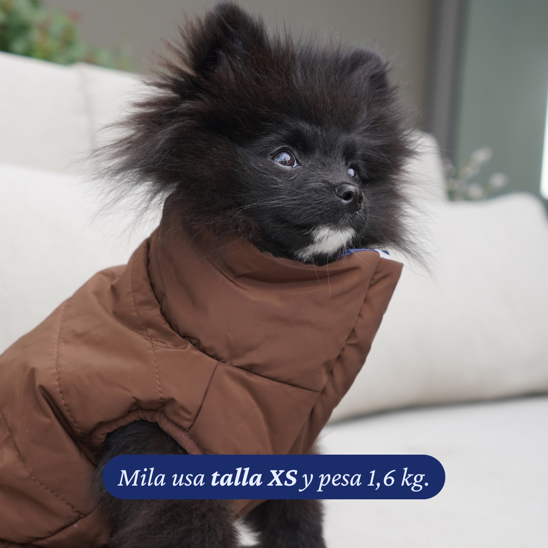 Pomerania de 1,6 kg usando la Chaqueta Winter Reversible Cordillera de Dear Friend en talla XS, por la cara café.
