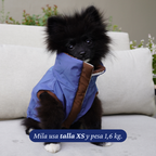 Pomerania de 1,6 kg usando la Chaqueta Winter Reversible Cordillera de Dear Friend en talla XS, dada vuelta por la cara azul.