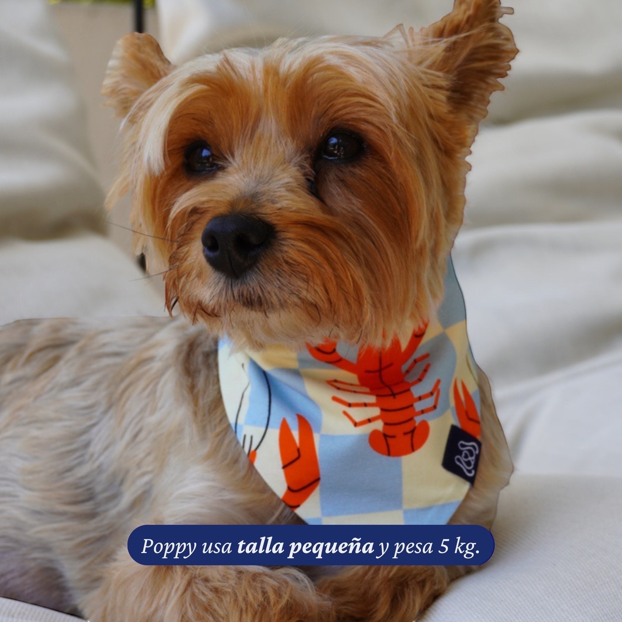 Bandana reversible Dear Friend con estampado de langostas en cuadros celestes y crema, para perros.