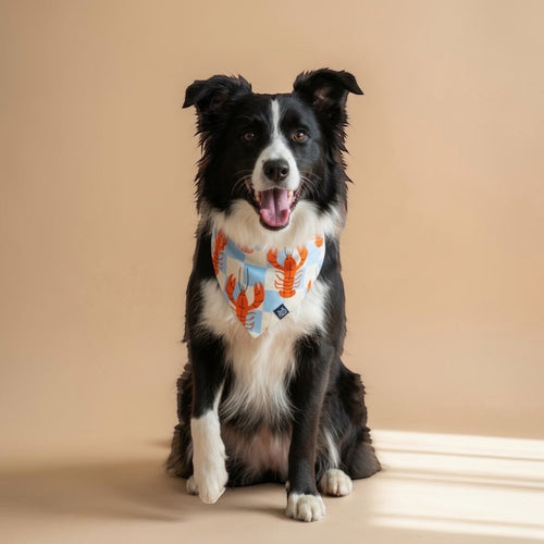 Bandana reversible para perros de Dear Friend con estampado de langostas naranjas sobre cuadros celestes y crema.