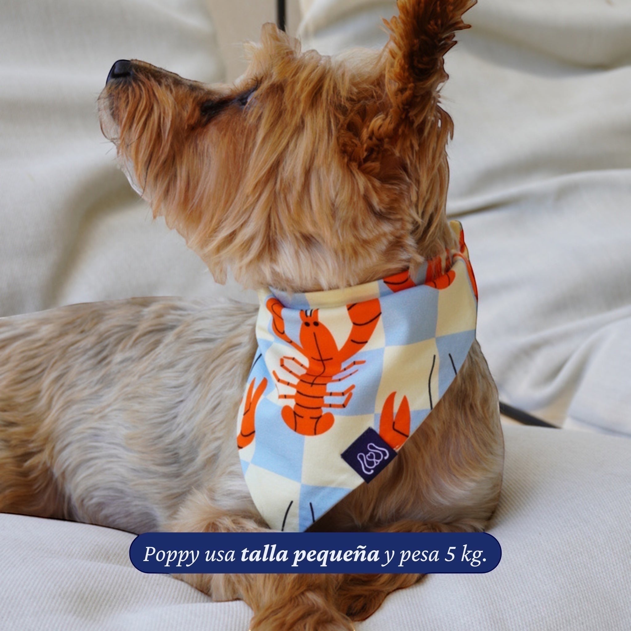 Bandana reversible para perros de Dear Friend con estampado de langostas naranjas sobre cuadros celestes y crema. Tela suave.