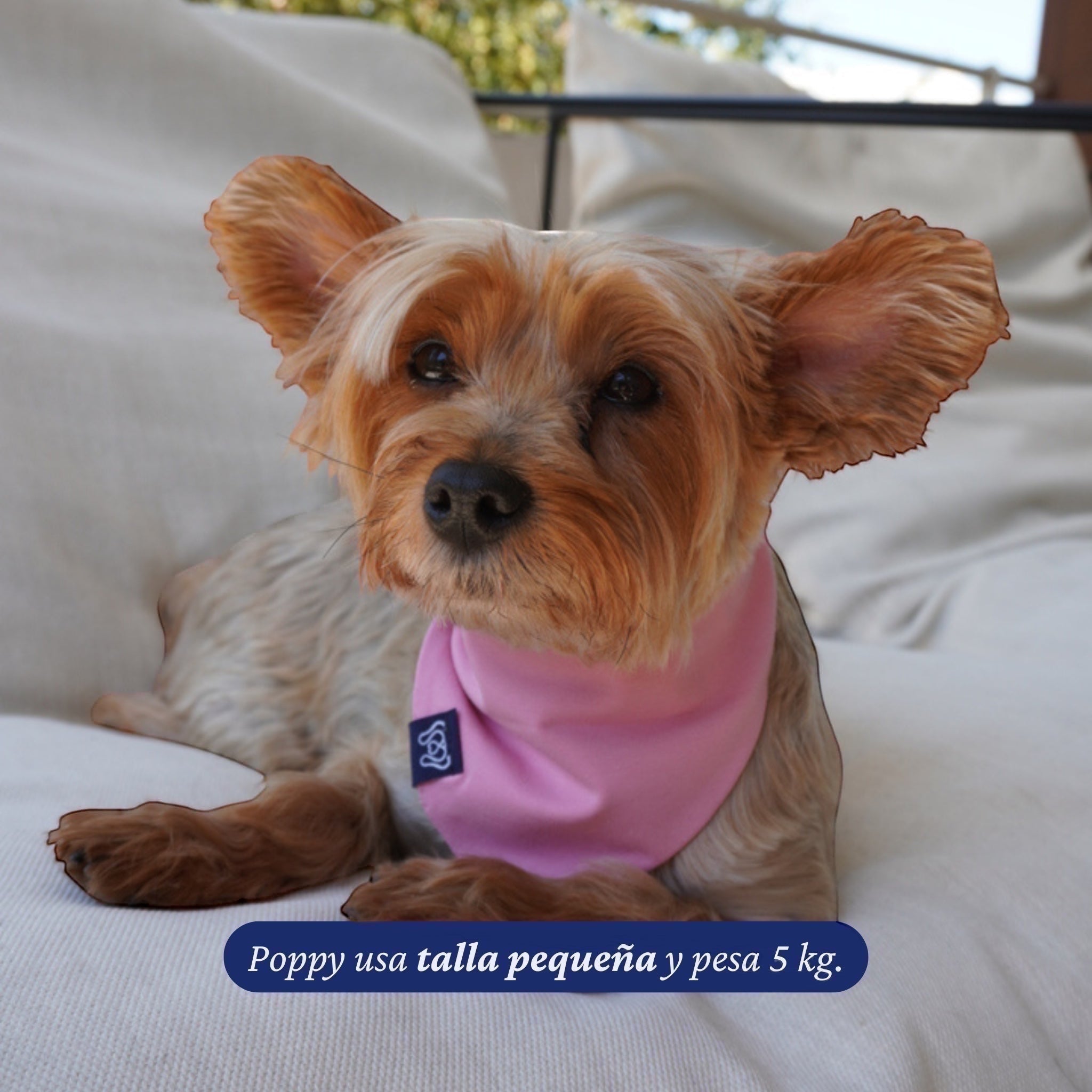 Bandana reversible rosa para perros de Dear Friend, con estampado de ajíes en un lado y lisa en el otro. Ideal para uso diario.