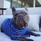 Perro bulldog francés con polera a rayas azules de algodón elasticado de Dear Friend