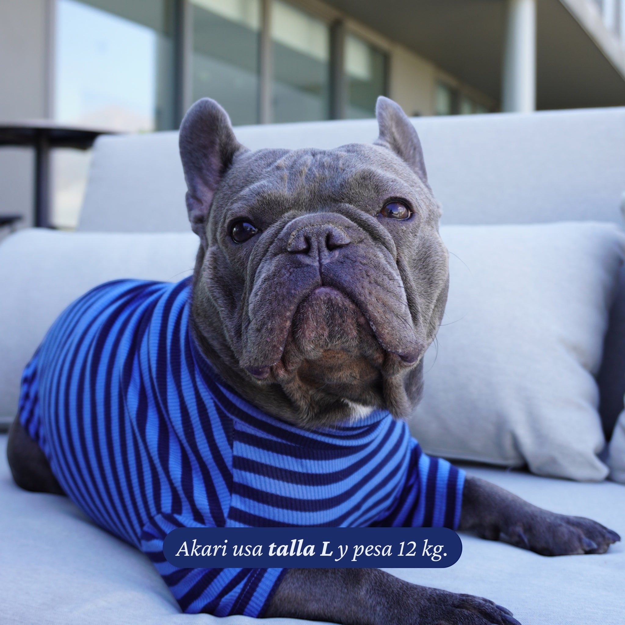Perro bulldog francés con polera a rayas azules de algodón elasticado de Dear Friend