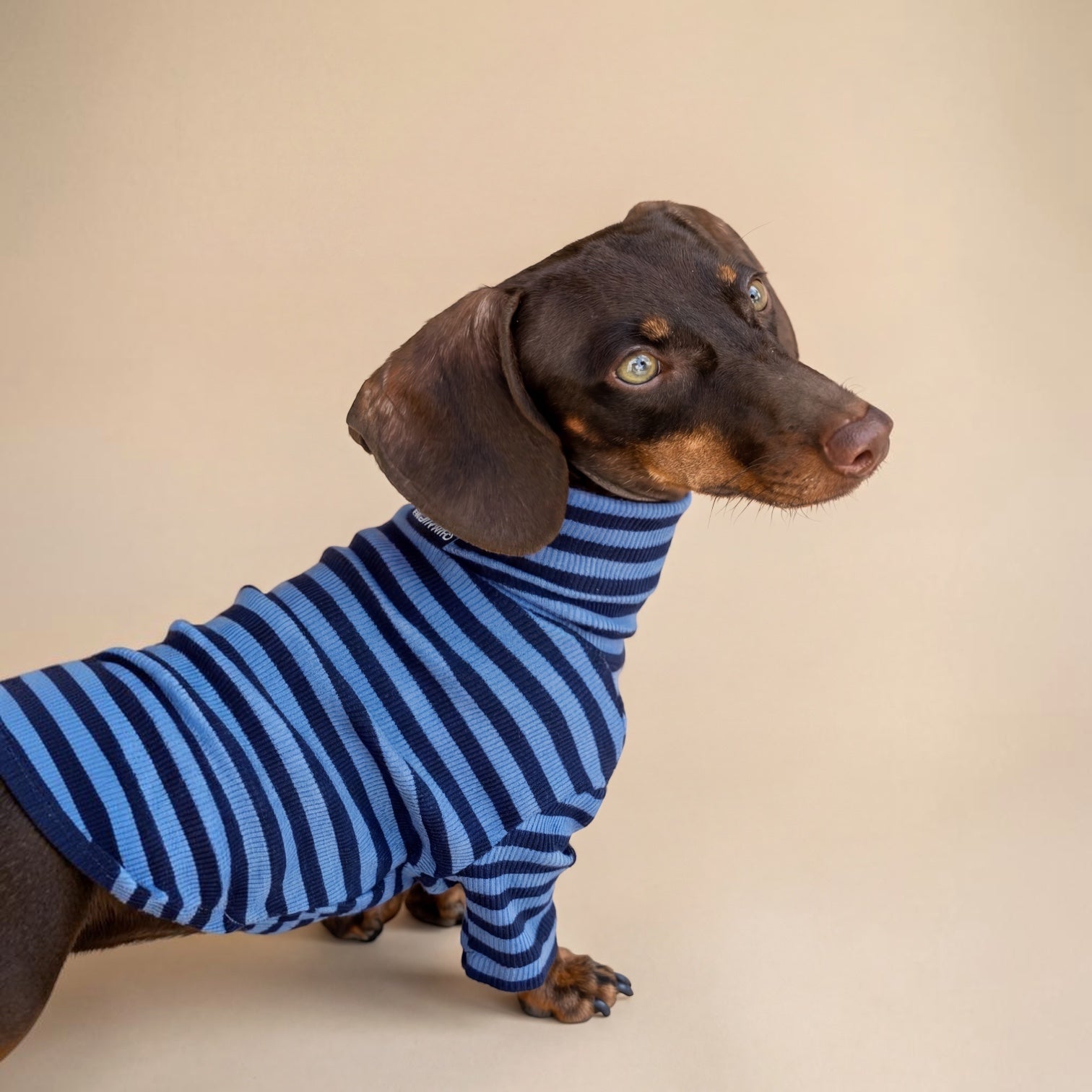 Perro salchicha marrón con jersey de cuello alto a rayas azules y claras de Dear Friend. Algodón.