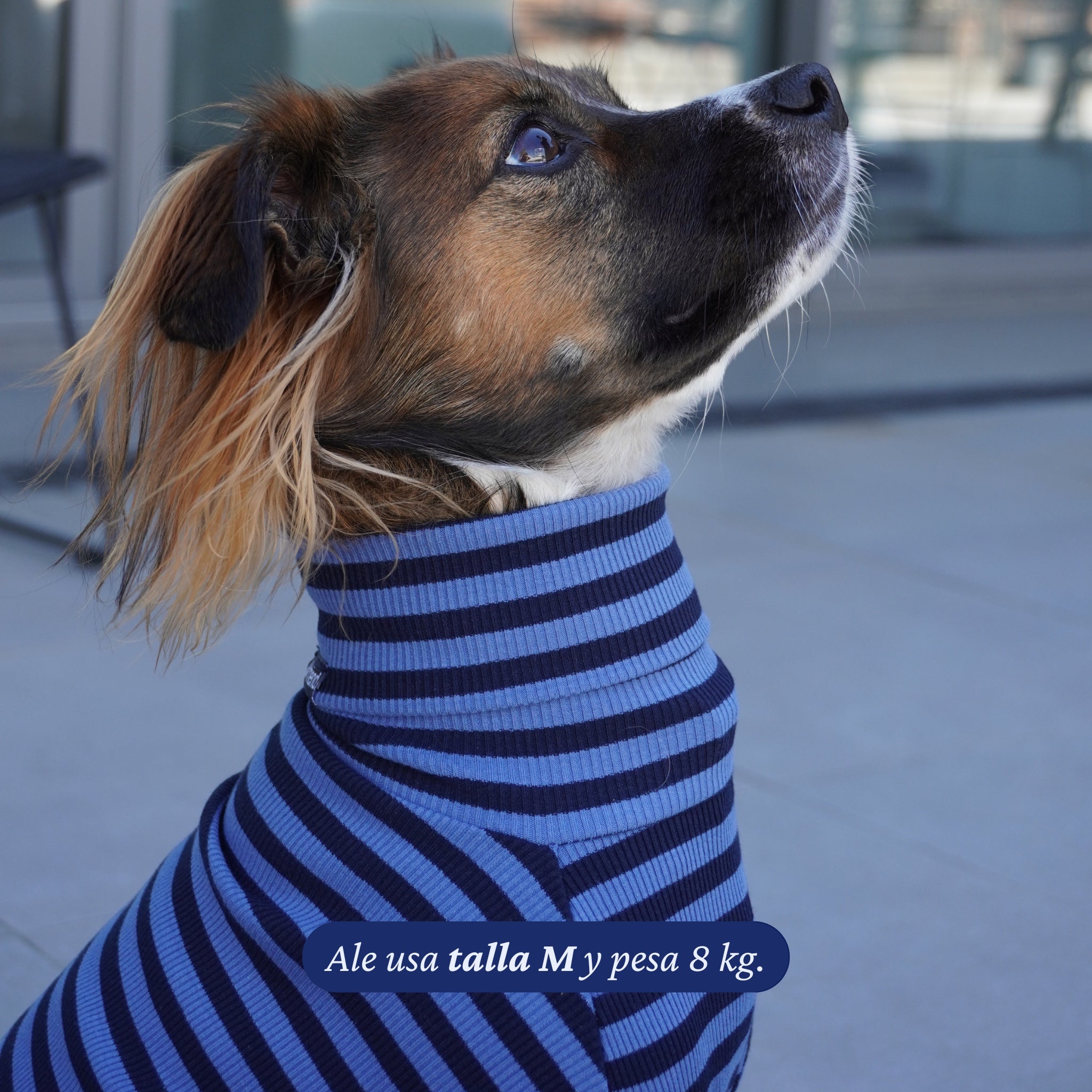 Polera de perro a rayas azules y marino de algodón elasticado de Dear Friend. Cuello alto y manga larga.