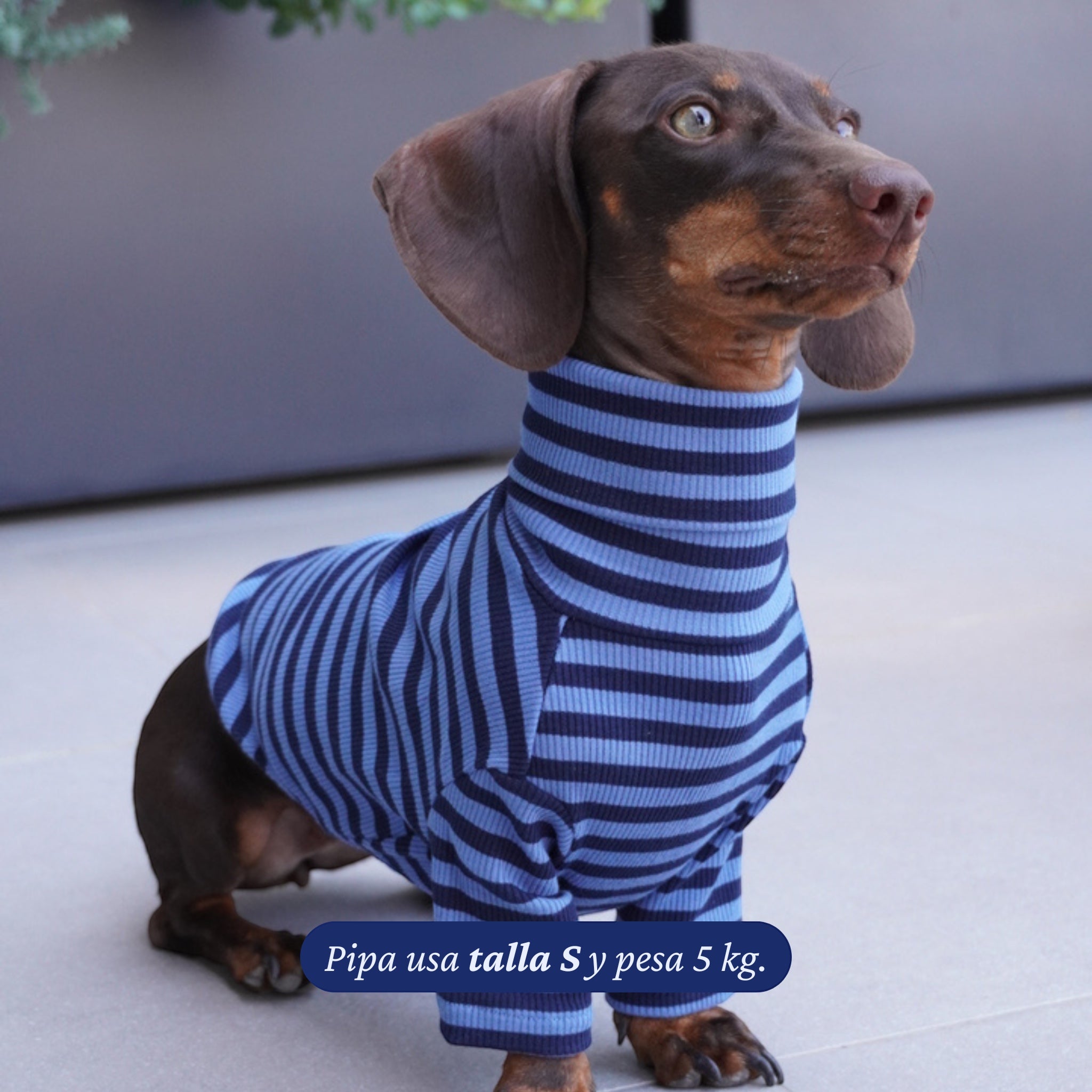 Polera de perro a rayas azules y marino de Dear Friend. Manga larga y cuello alto.