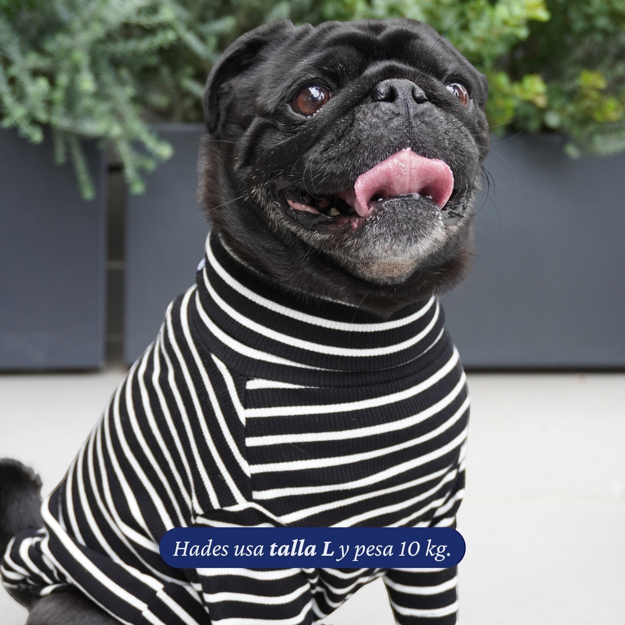 Polera de rayas negras y blancas para perro de Dear Friend, con cuello alto, ideal para uso diario y clima fresco.