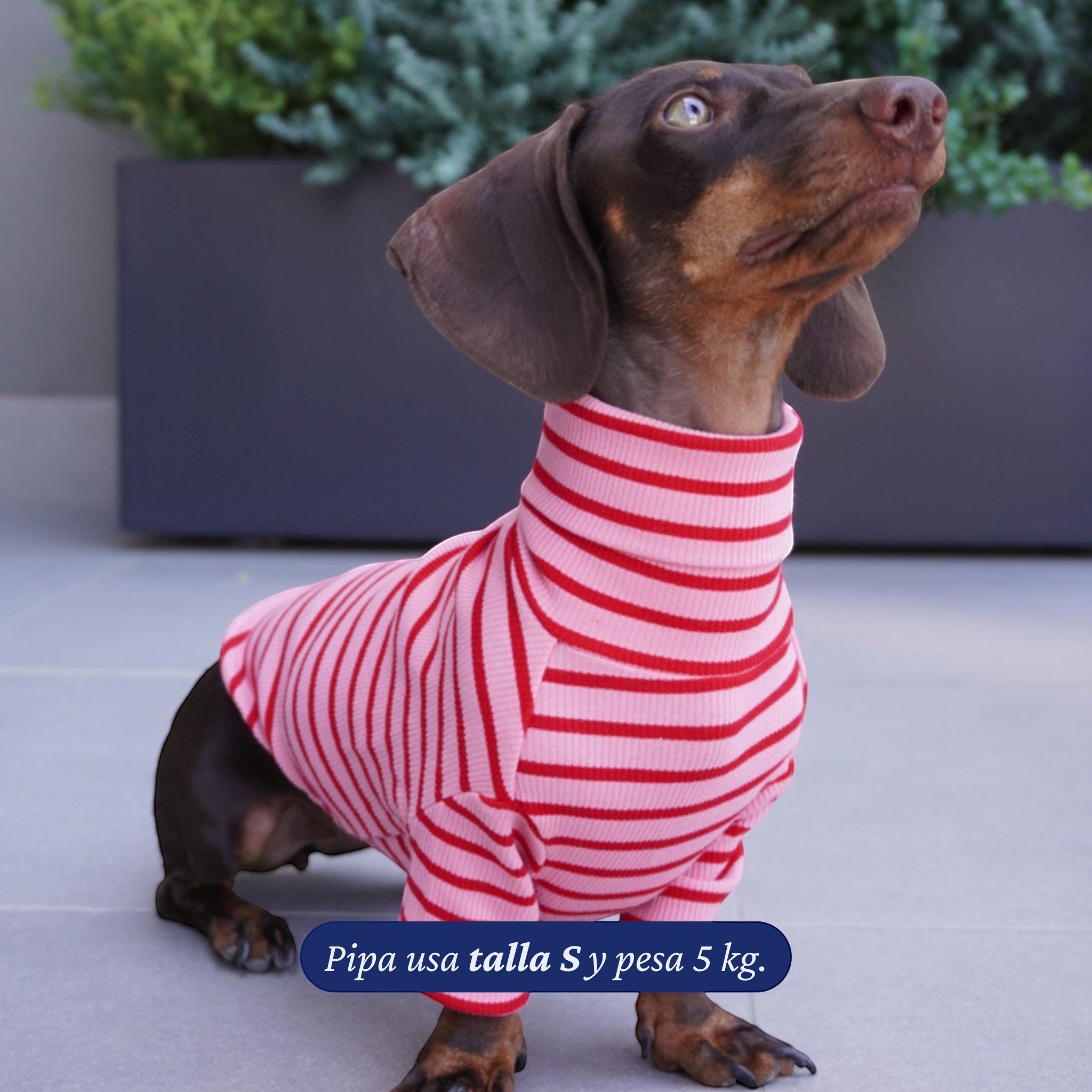 Polera de punto a rayas rosas y rojas de Dear Friend para perros, con cuello alto y mangas largas.