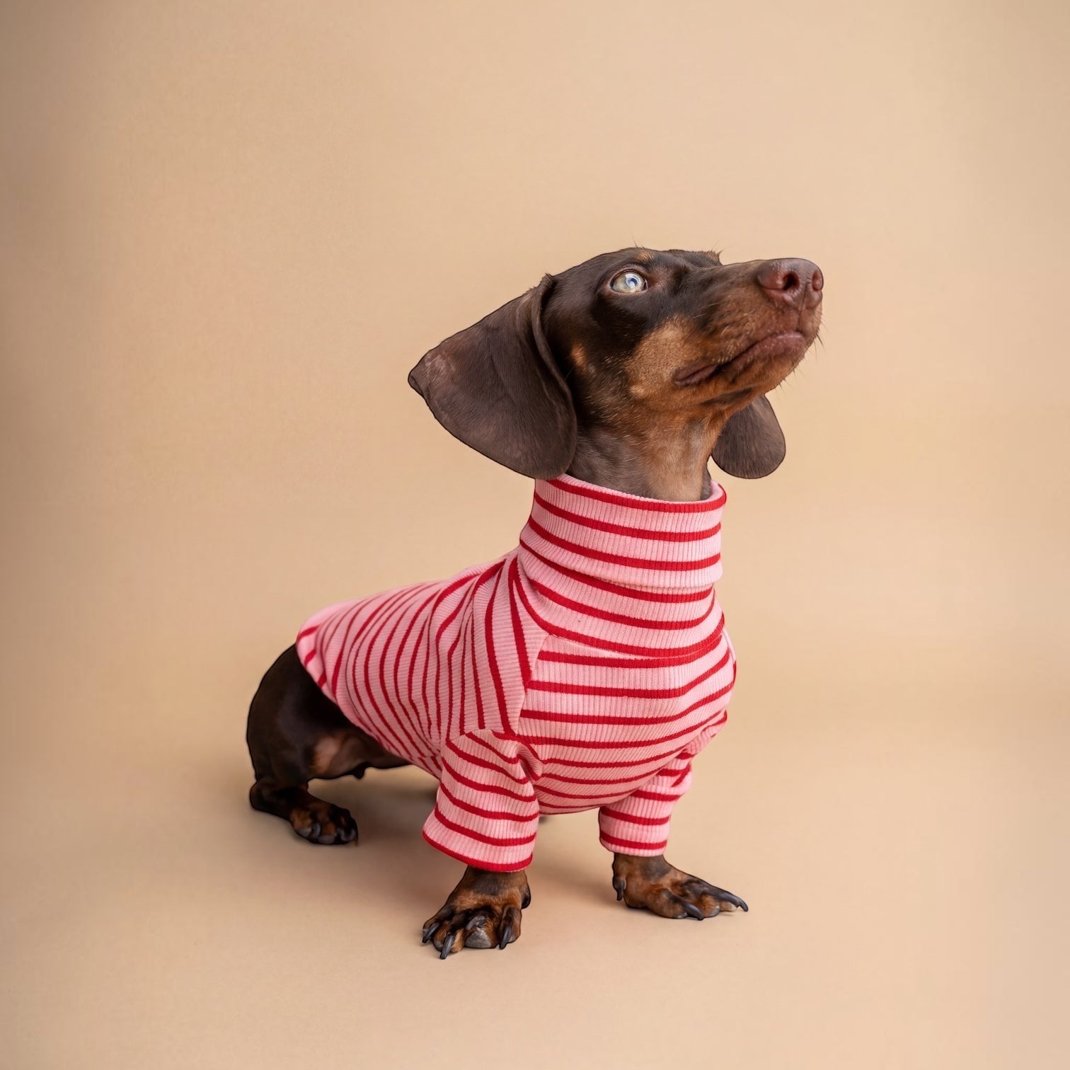 Polera de perro a rayas rosas y rojas de Dear Friend, con cuello alto y mangas largas, ideal para el frío.