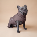 Bulldog francés usando el Impermeable Winter Espresso café de Dear Friend, en fondo de estudio.