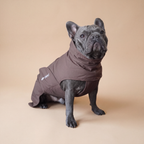 Bulldog francés usando el Impermeable Winter Espresso café de Dear Friend, en fondo de estudio.