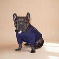 Bulldog francés con polerón azul marino para perros de Dear Friend, con felpa interior.