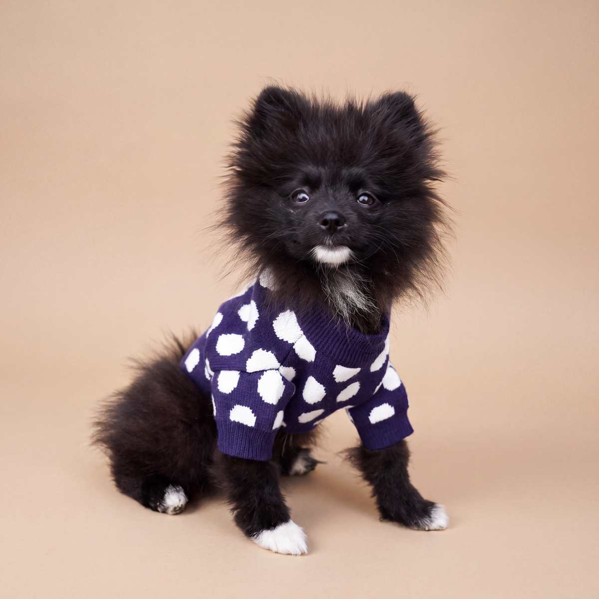 Pomerania usando el Sweater Winter Dot Navy de Dear Friend, en fondo de estudio.