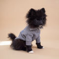 Pomerania usando el Polerón Winter Grey de Dear Friend, en fondo de estudio.