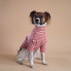 Perro usando la Polera Everyday Stripe Poppy de Dear Friend, a rayas rojas y crema, en fondo de estudio.