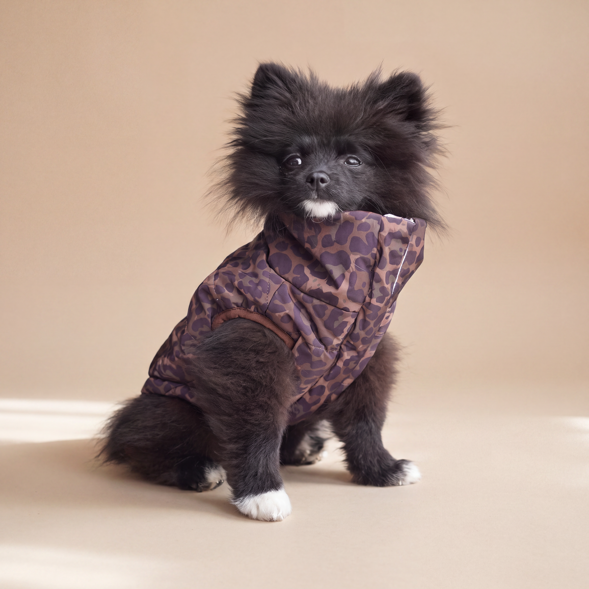 Pomerania usando la Chaqueta Winter Reversible Safari de Dear Friend por su cara de animal print, en fondo de estudio.