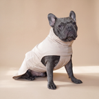 Bulldog francés usando el Impermeable Winter Latte beige de Dear Friend, en fondo de estudio.