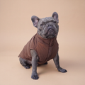 Bulldog francés usando la Chaqueta Winter Reversible Cordillera de Dear Friend por su cara café, en fondo de estudio.