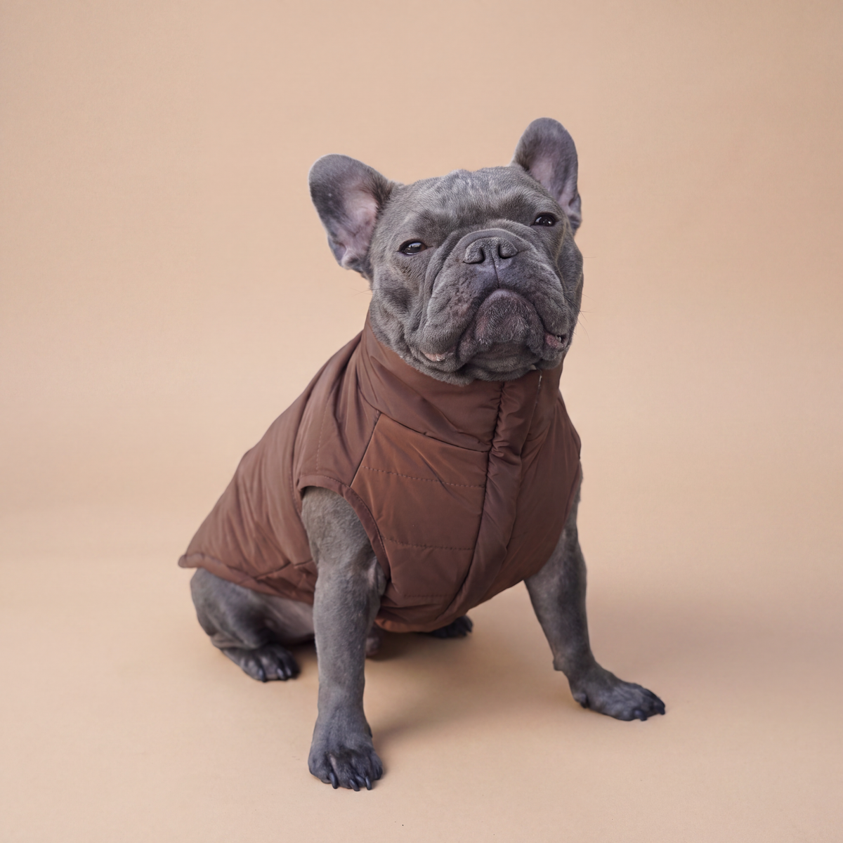 Bulldog francés usando la Chaqueta Winter Reversible Cordillera de Dear Friend por su cara café, en fondo de estudio.