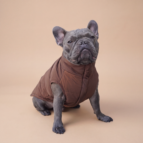 Bulldog francés usando la Chaqueta Winter Reversible Cordillera de Dear Friend por su cara café, en fondo de estudio.